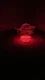 Cleveland Cavaliers 3D Night Light Multi Color Changing Illusion Lamp Kids Gift