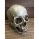 Realistic Dusty Skeleton Skull Head with Detached Jaw Halloween Figurine